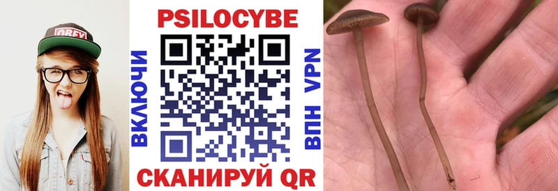 где можно купить наркотик  Терек  Псилоцибиновые грибы Psilocybe 